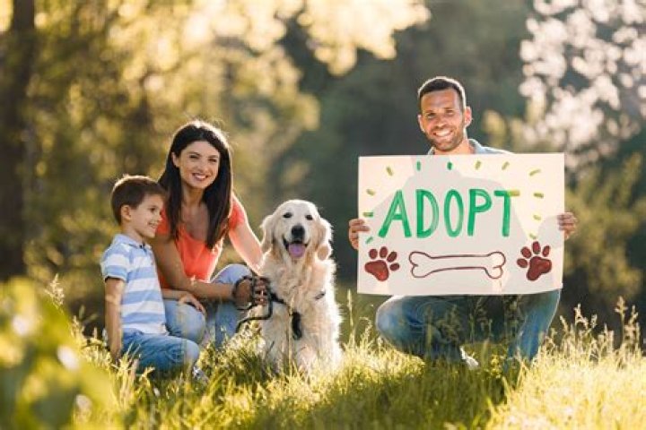 AJ Hutto Adoption: A Comprehensive Guide to Building Your Family Through Adoption