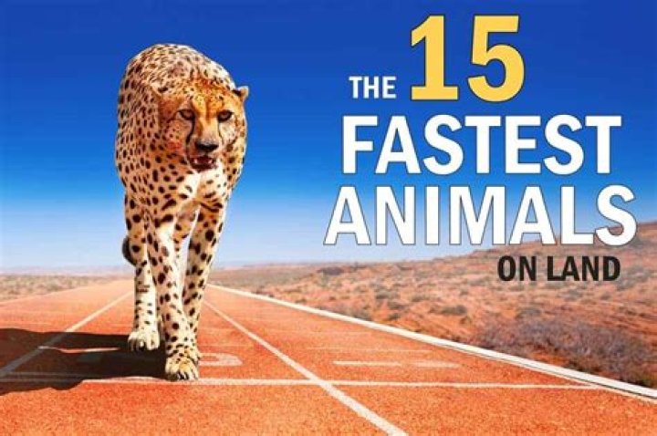 Discover the Fastest Animals in the World: A Fascinating Journey into Speed