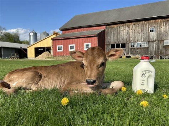Girl Meets Farm: A Comprehensive Guide to Farm-to-Table Living