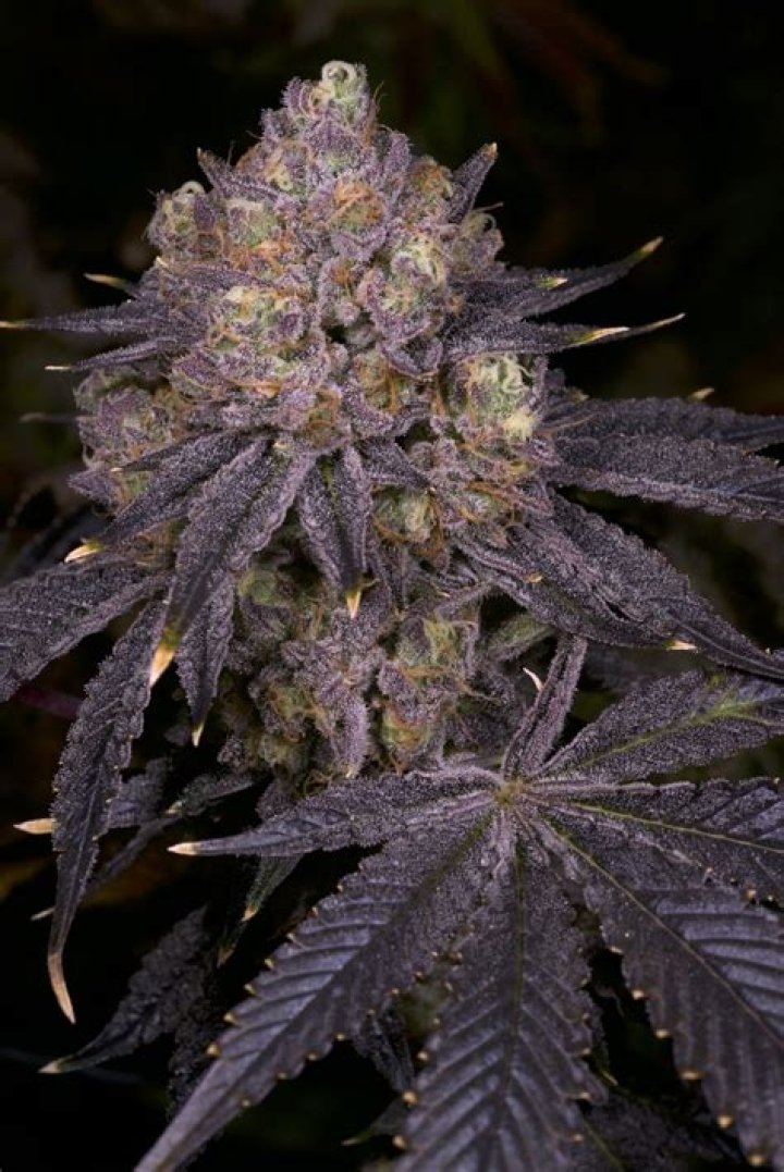Purple Fun Dip Strain: A Comprehensive Guide to Its Origins, Effects, and Benefits