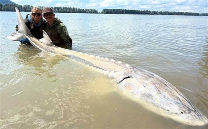 River Monsters: Unveiling the Mysteries of the World's Largest Freshwater Predators