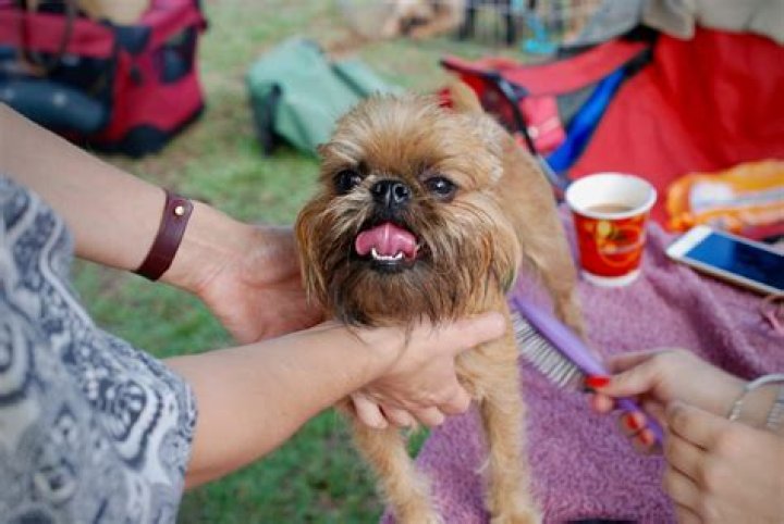 Skirby Dog: The Ultimate Guide to This Lovable Canine Companion