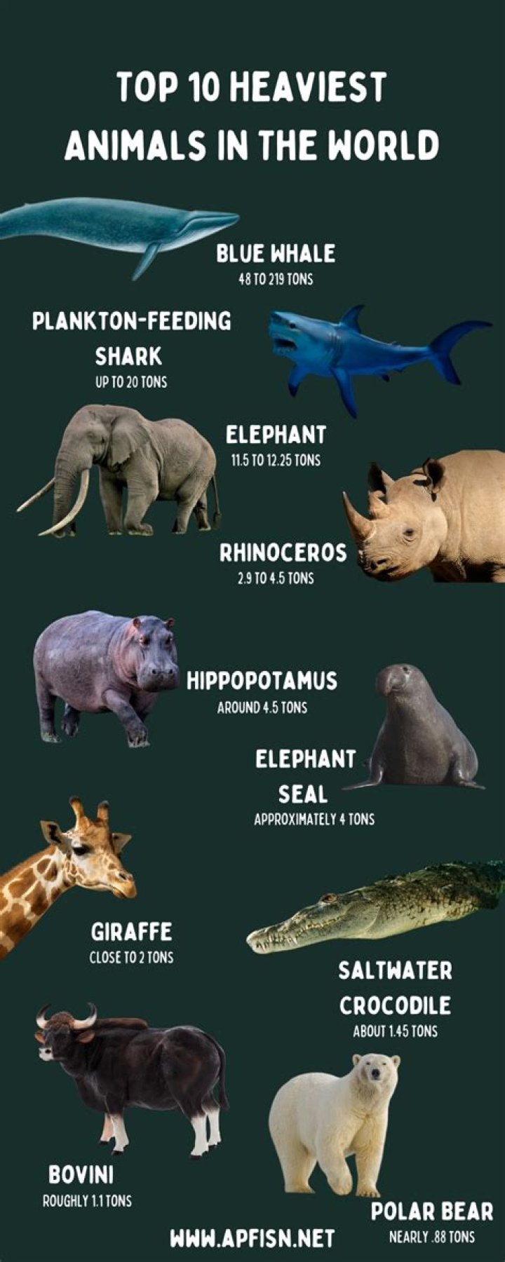 The Fattest Animal on Earth: Discovering the Giants of the Animal Kingdom