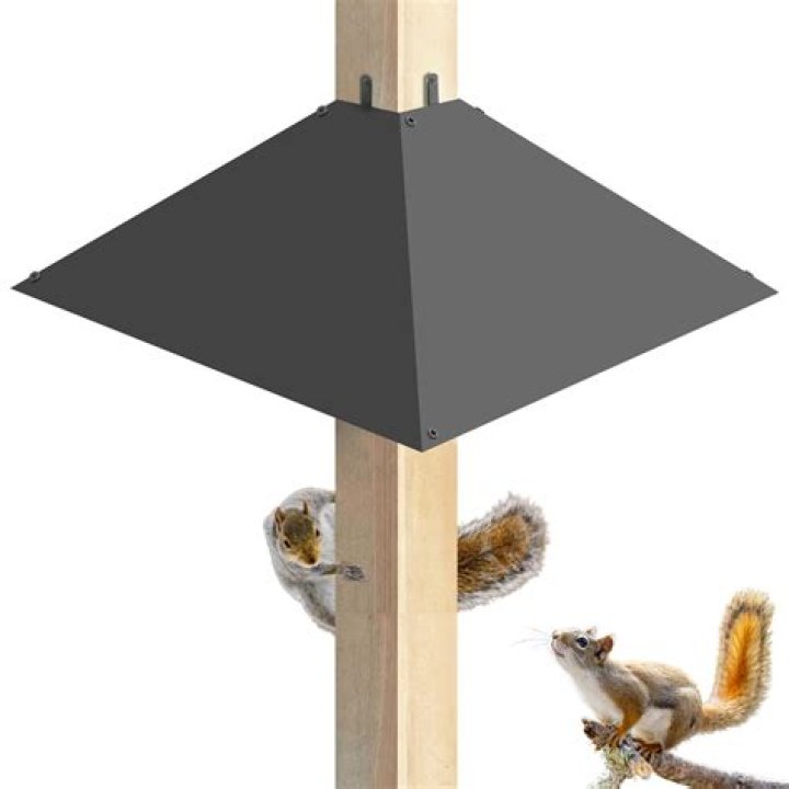 Ultimate Guide to Squirrel Baffles: Protect Your Bird Feeders Effectively
